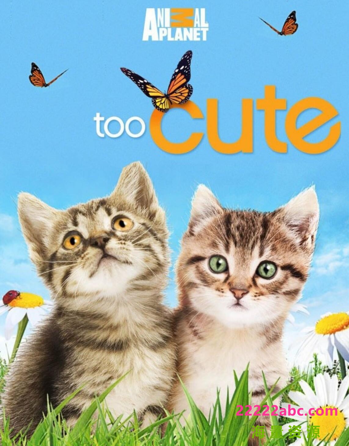 [网盘下载]宠物纪录片《萌宠成长记 Too Cute》第1季 汉语中字