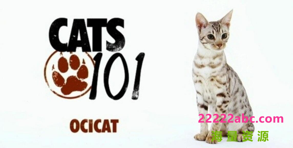 [网盘下载]动物星球《猫咪101 Cats 101》全集下载 第1-4季 英语中字 标清