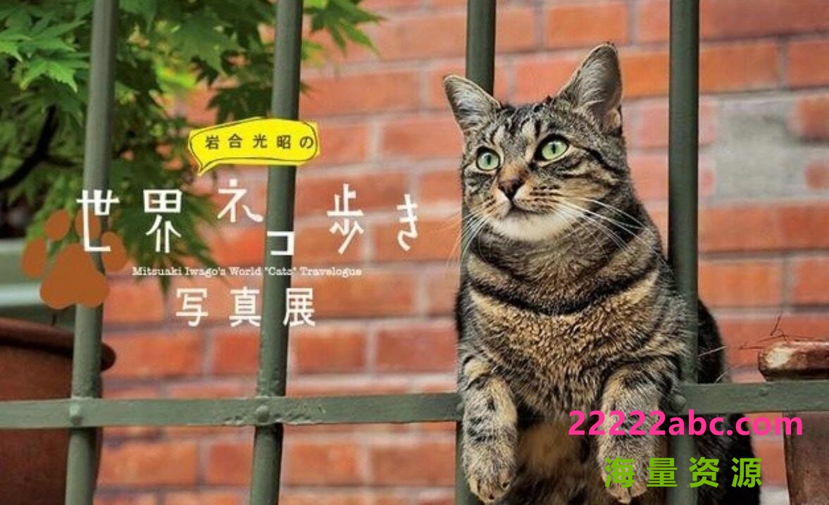 [网盘下载]NHK猫咪纪录片《岩合光昭的猫步走世界》全集 720P高清